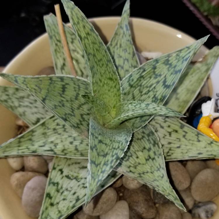 Plant image Aloe 'Blizzard'