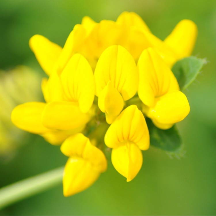 Plant image Lotus corniculatus