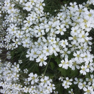 Snow in summer