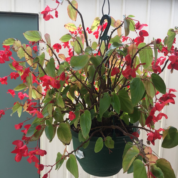 Plant image Begonia x benariensis 'Big'