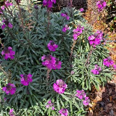 Erysimum 'Bowles's Mauve' syn. Erysimum linifolium 'Bowles' Mauve'