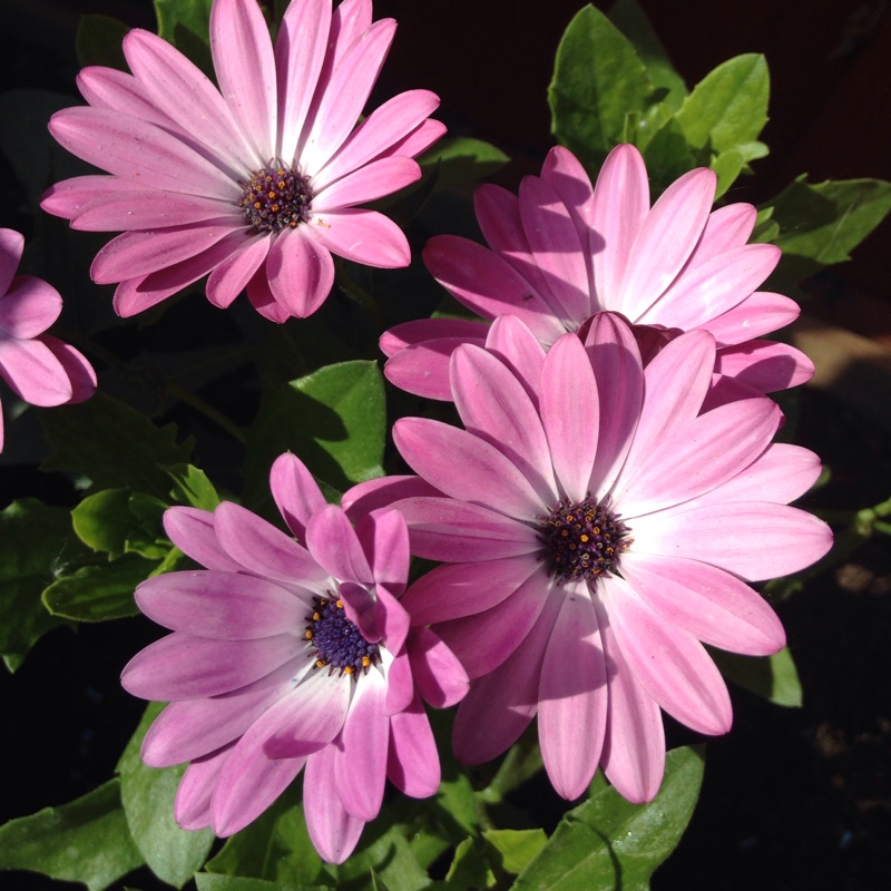 African Daisy