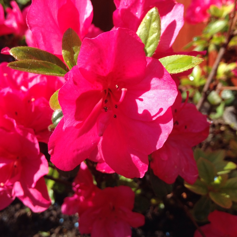 Azalea 'Mothers Day'