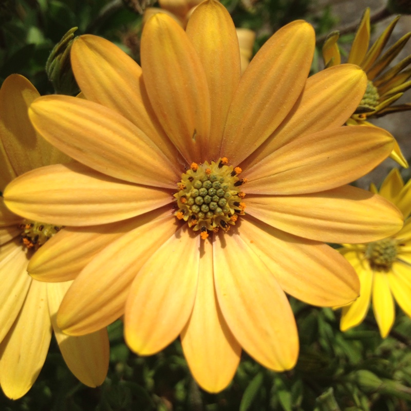 African Daisy