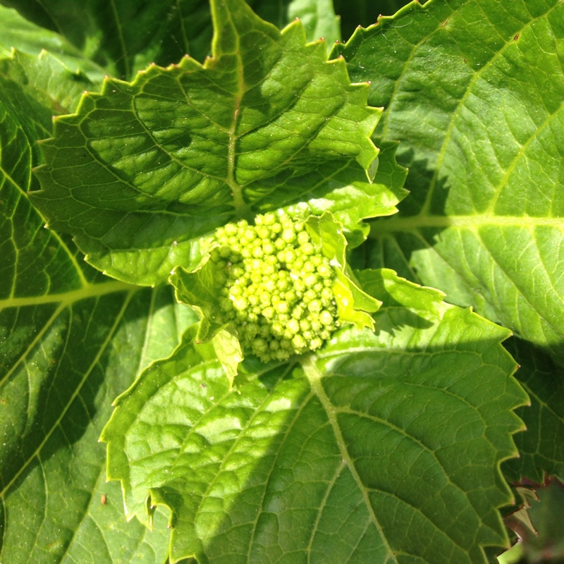 Hydrangea