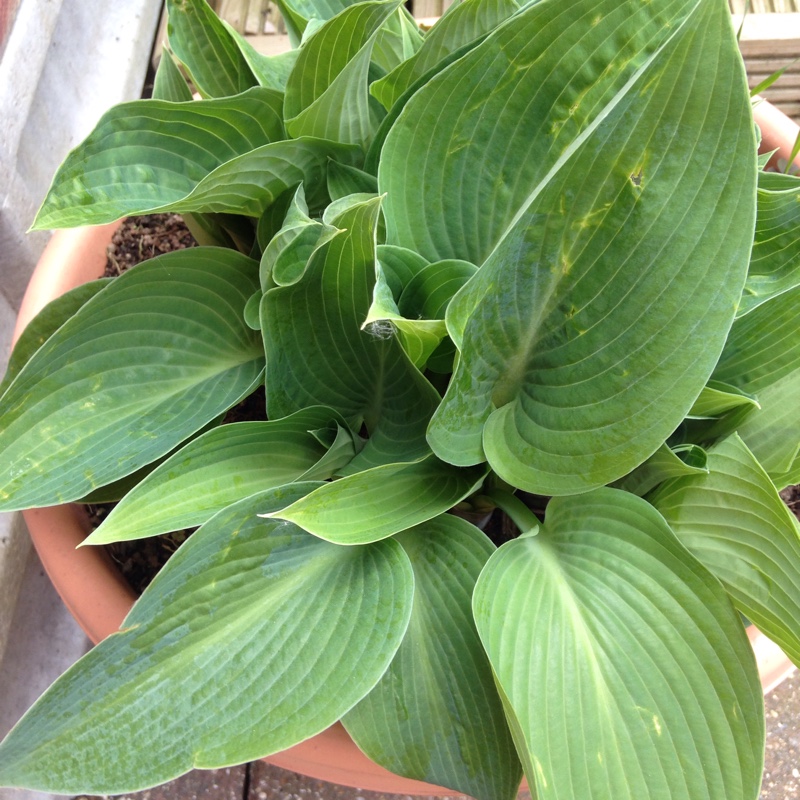 Plantain Lily 'Loyalist'