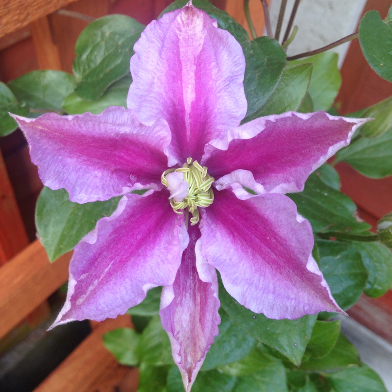 Clematis