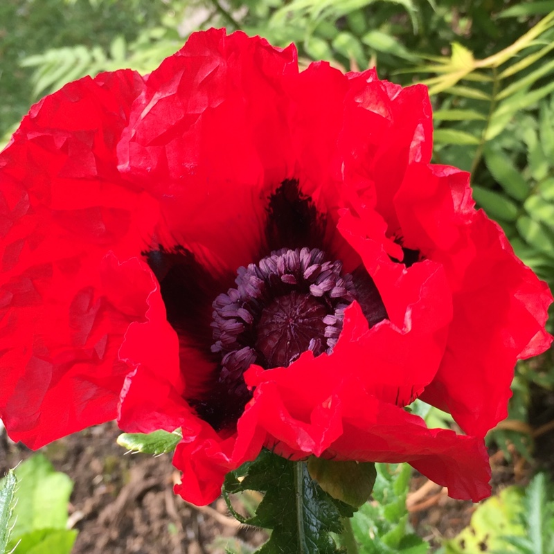 Flanders Poppy