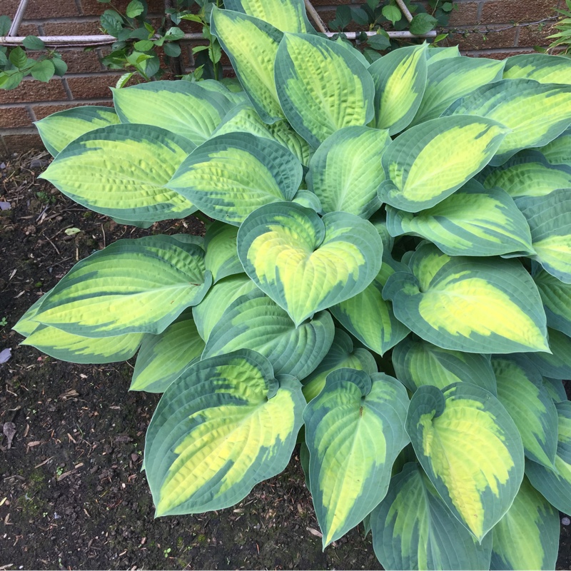 Plantain Lily 'Halcyon'