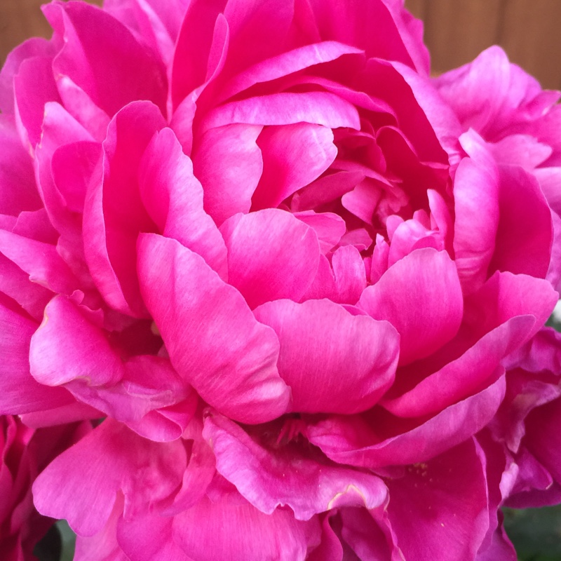 Peony