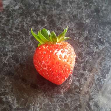 Strawberry 'Merlan'