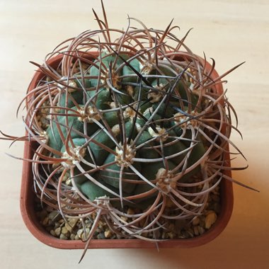 Gymnocalycium saglionis