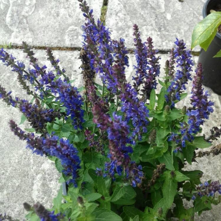 Plant image Salvia patens 'Deep Blue'