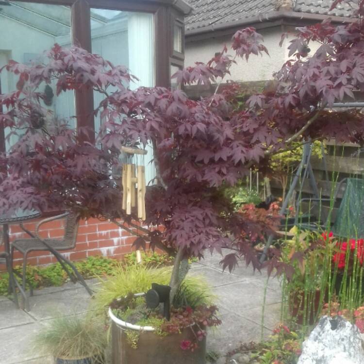 Plant image Acer palmatum 'Bloodgood'