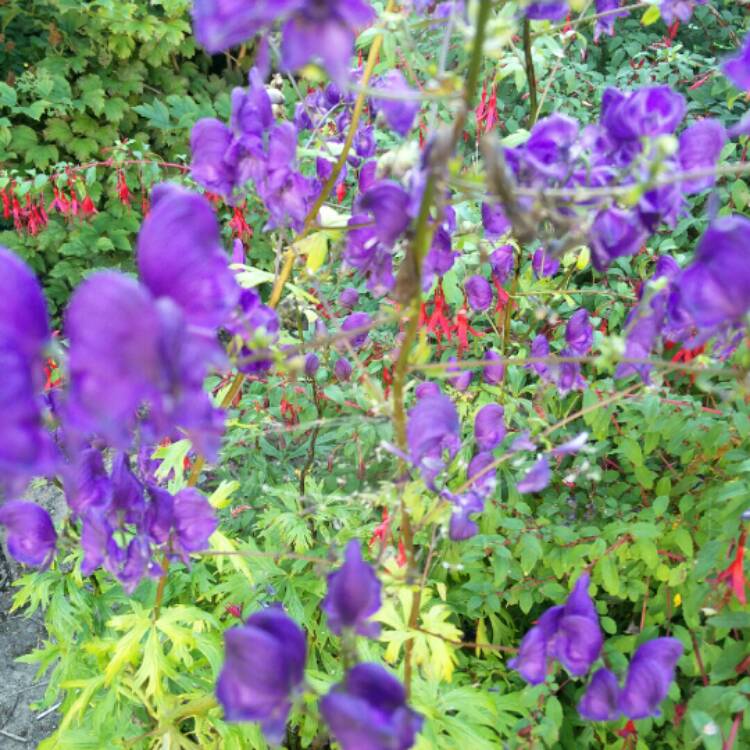 Plant image Aconitum carmichaelii 'Barkers Variety'