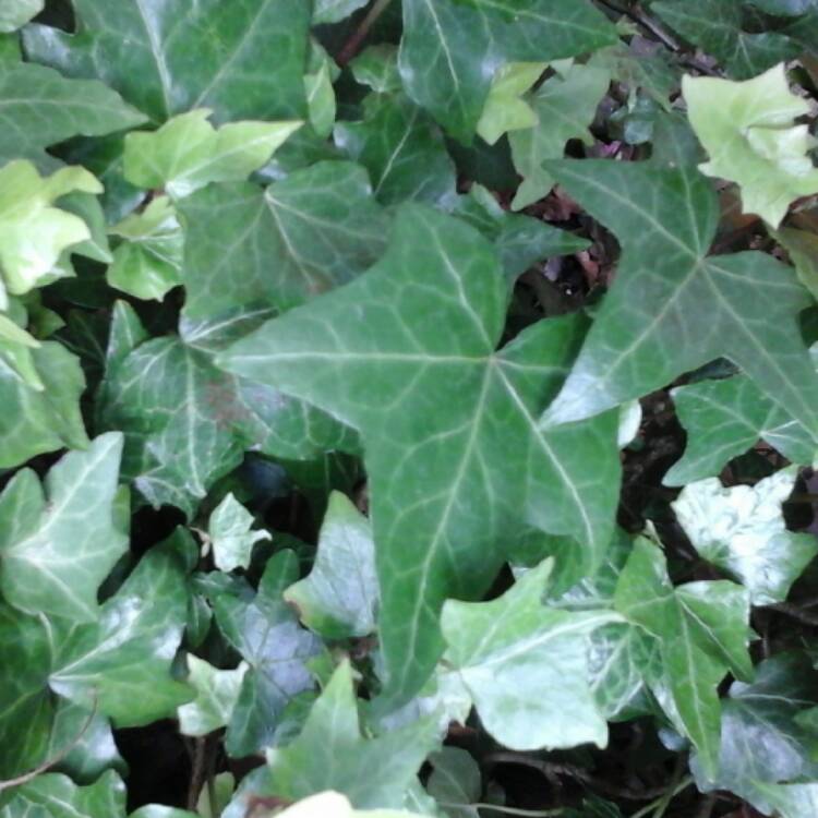 Plant image Hedera helix 'Thorndale'