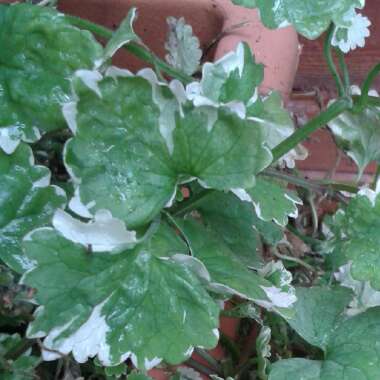 Nepeta Glechoma 'Variegata'