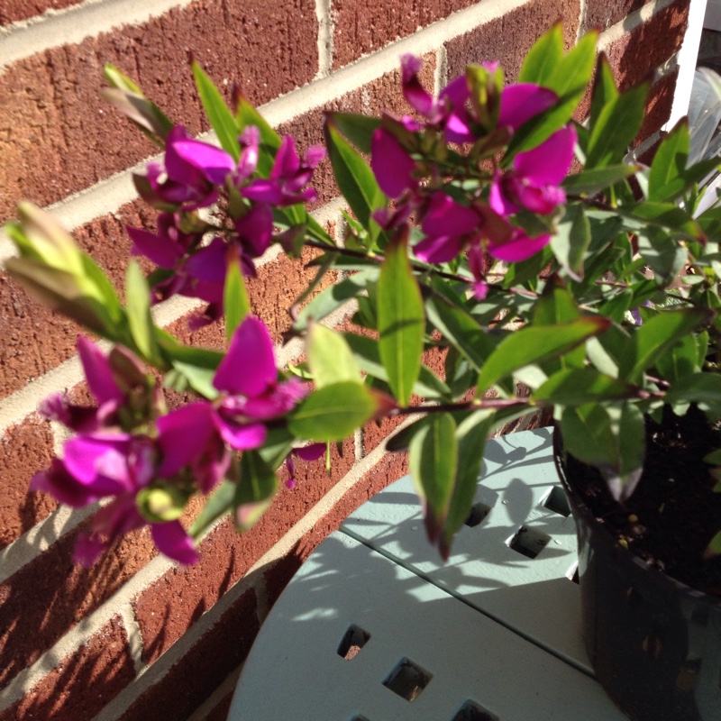 Plant image Polygala myrtifolia