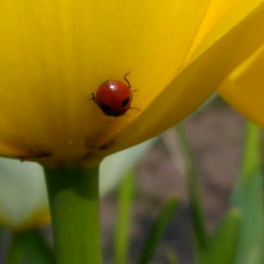 Daffodil