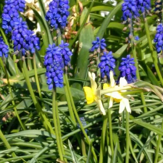 Azure Grape Hyacinth