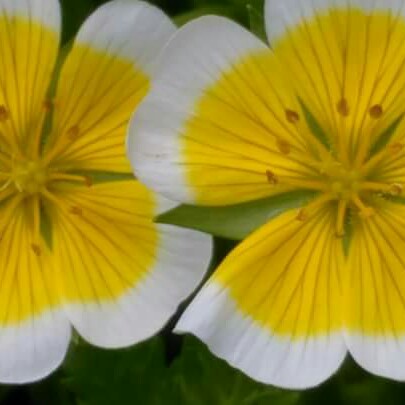 Poached Egg Flower