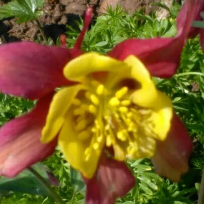 Columbine