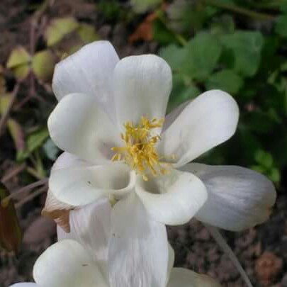 Columbine