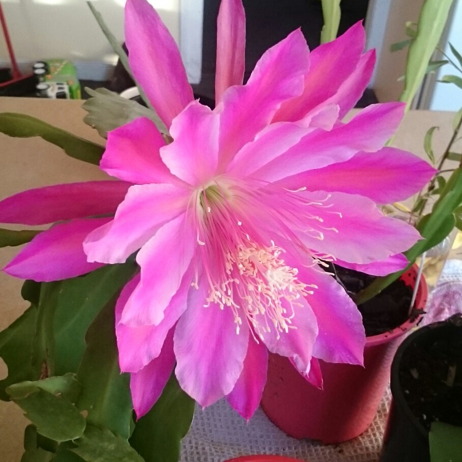 Orchid Cactus