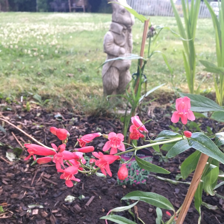 Plant image Penstemon 'Red Riding Hood'