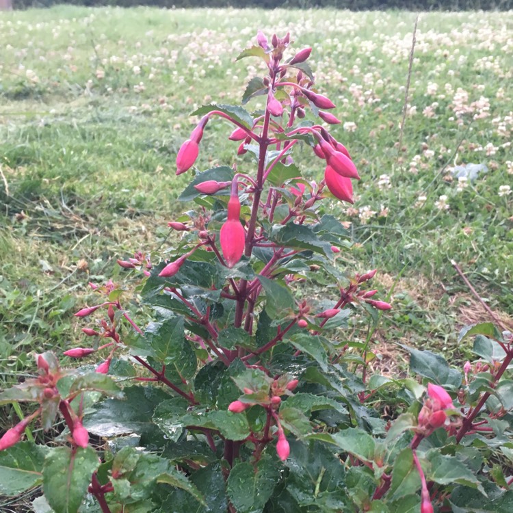 Plant image Fuchsia 'Beacon'