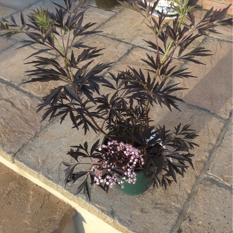 Plant image Sambucus nigra f. porphyrophylla 'Eiffel 1' syn. Sambucus nigra f. porphyrophylla 'Black Tower'