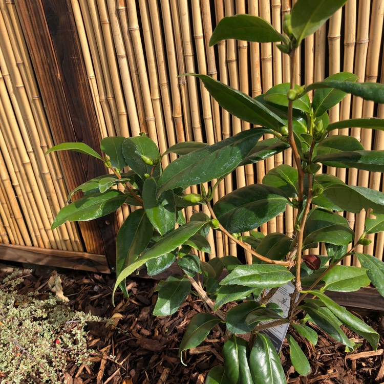 Plant image Camellia japonica 'Silver Anniversary'