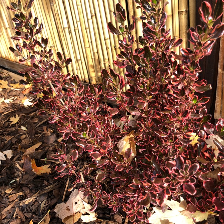 Plant image Coprosma repens 'Pacific Dawn'