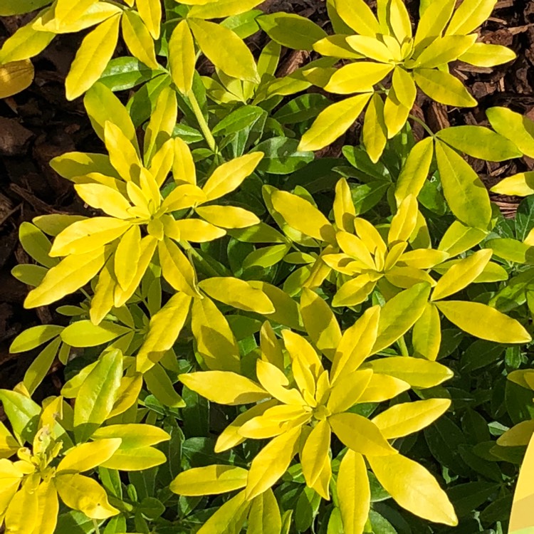 Plant image Choisya ternata 'Goldfinger'