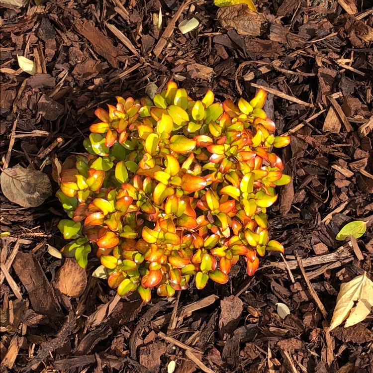 Plant image Coprosma repens 'Pina Colada'