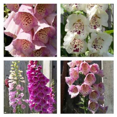 Foxglove 'Dalmatian White'