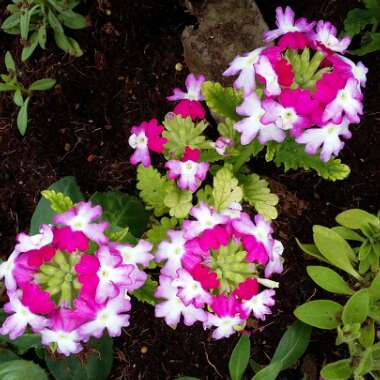 Verbena 'Bebop Dark Violet'