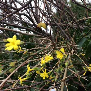 Winter Jasmine