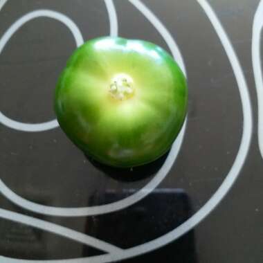 Tomatillo 'Verde'