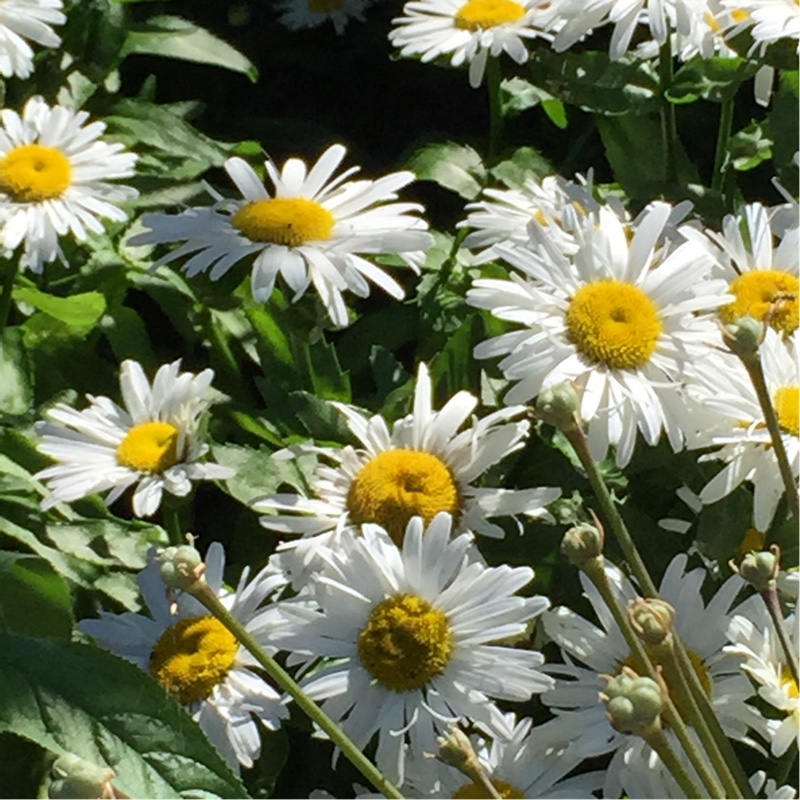 Shasta Daisy