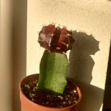 Moon Cactus (Graft)