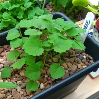 Agastache 'Blue Fortune'