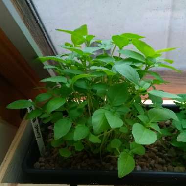 Lemon Basil 'Lime'