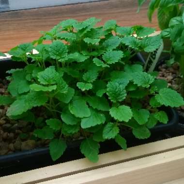 Lemon Balm