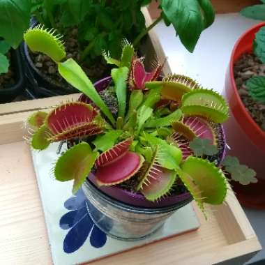 Venus Fly Trap