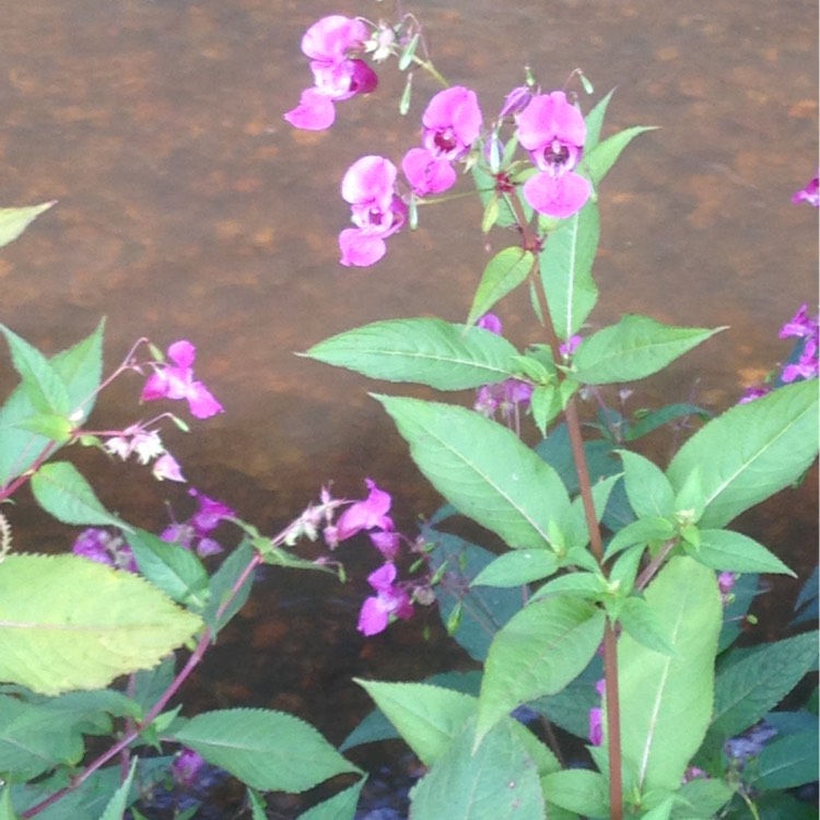 Plant image Impatiens glandulifera