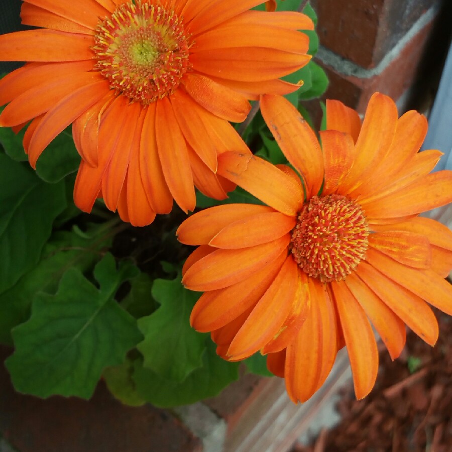 Gerbera Daisy Princeton