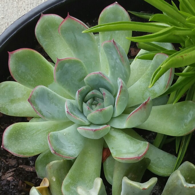 Succulent