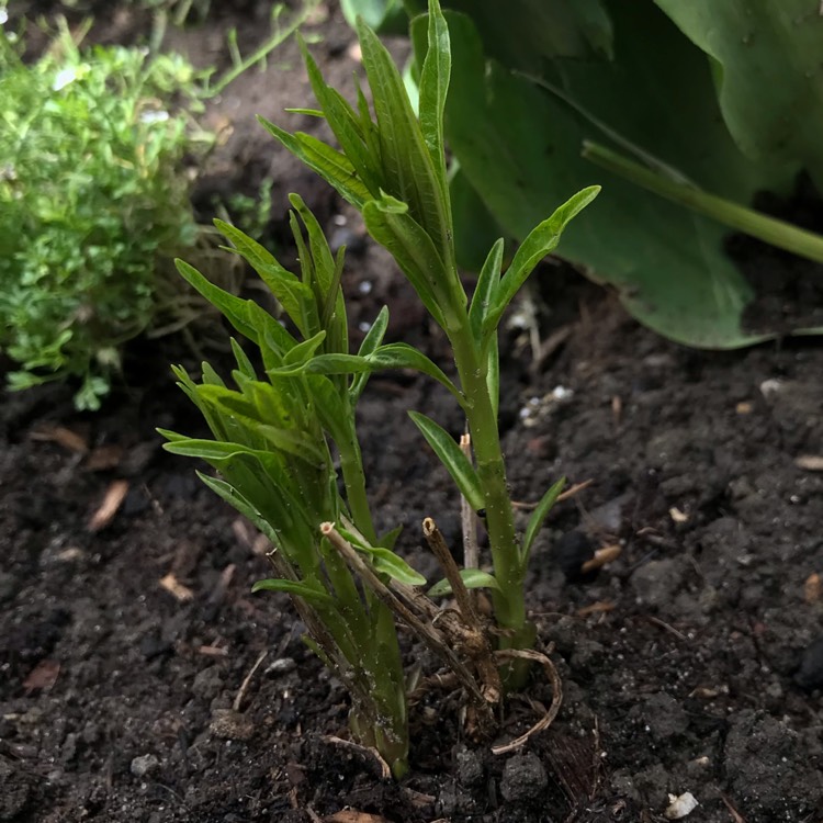 Plant image Amsonia tabernaemontana var. salicifolia