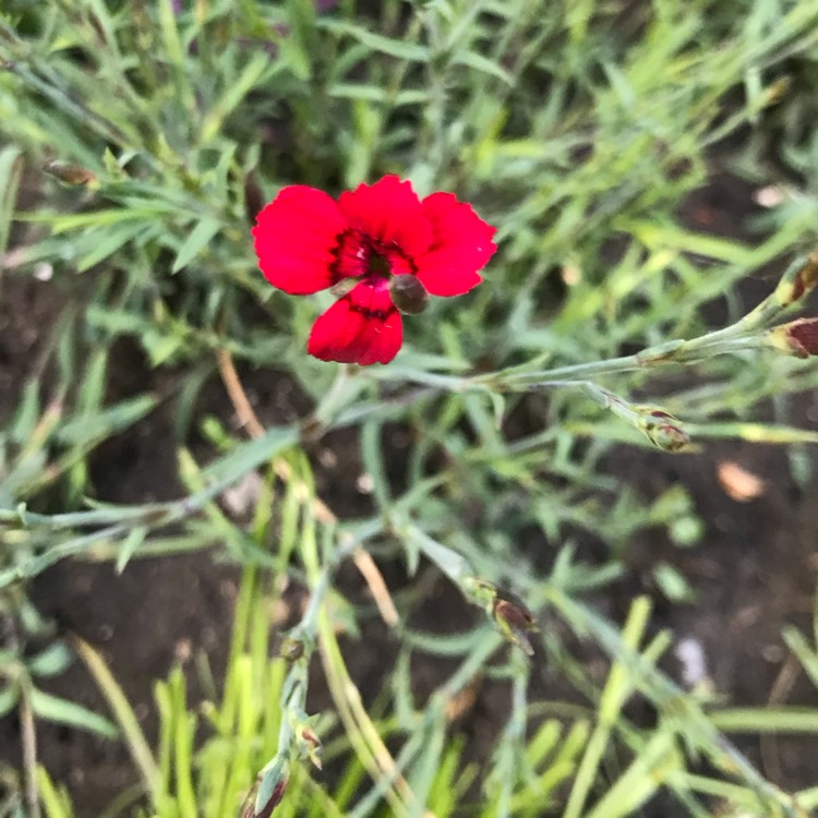 Plant image Dianthus 'Pop Star'